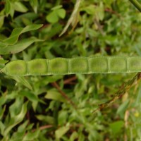 Aeschynomene aspera L.